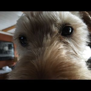 Meet your Posher, George